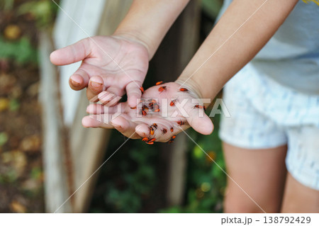 Boy explores nature with firebugs. Boy in summer enjoys and learns about insects in natural sunlight Boy explores nature with firebugs. Boy in summer enjoys and learns about insects in natural sunlight 138792429