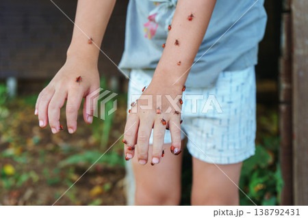 Firebugs exploring a little boy hands in the garden Firebugs exploring a little boy hands in the garden 138792431
