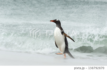Gentoo penguin walking along the misty shoreline Falkland Islands 138792870