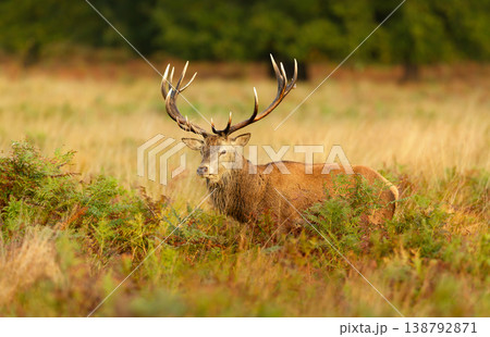 Red deer stag standing in meadow in autumn Red deer stag standing in meadow in autumn 138792871