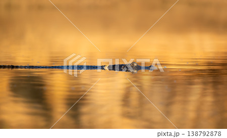 Yacare caiman swimming in the river at sunset 138792878
