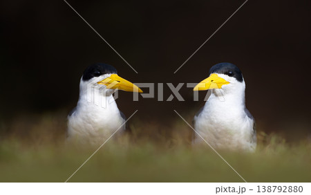 Two Yellow-billed terns resting in Pantanal wetlands Two Yellow-billed terns resting in Pantanal wetlands 138792880