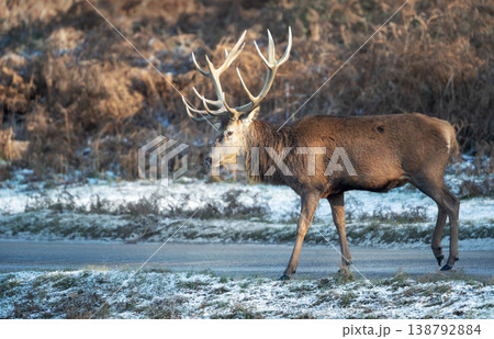 Red deer stag crossing a road on a frosty morning 138792884