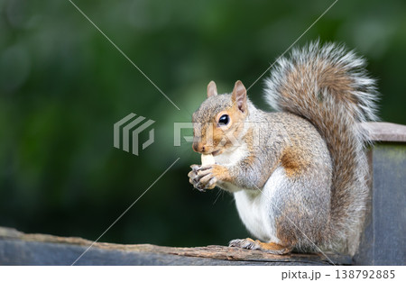 Eastern grey squirrel eating nut on a wooden garden fence Eastern grey squirrel eating nut on a wooden garden fence 138792885