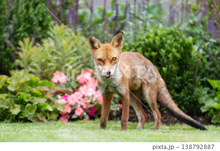 Wild young red fox standing on green grass in a garden surrounded by vibrant flowers 138792887