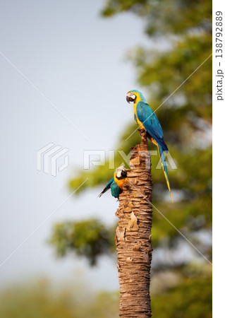 Blue-and-yellow macaws at a nest hole in a dead palm tree Blue-and-yellow macaws at a nest hole in a dead palm tree 138792889