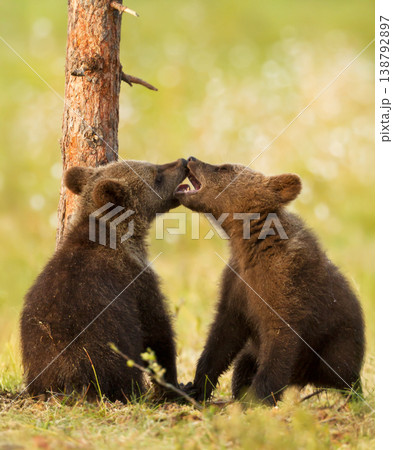 Two brown bear cubs nuzzling together in the Finnish wilderness. Two brown bear cubs nuzzling together in the Finnish wilderness. 138792897