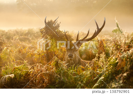 A powerful red deer stag (Cervus elaphus) standing in golden bracken at sunrise, its antlers adorned with green ferns as a display of dominance during the rutting season in autumn 138792901