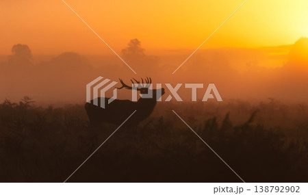 Majestic silhouette of a Red Deer stag (Cervus Elaphus) standing in a meadow against a dramatic, golden, misty sunrise or sunset in autumn, UK. 138792902