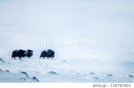 Small herd of musk ox walking through a snowy mountain landscape 138792903