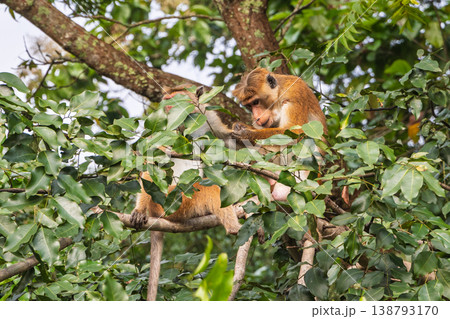 Two brown monkeys in a tree, with one meticulously grooming the other, surrounded by abundant green foliage and branches in a natural habitat. Sri Lanka island in Asia. Two brown monkeys in a tree, with one meticulously grooming the other, surrounded by abundant green foliage and branches in a natural habitat. Sri Lanka island in Asia. 138793170