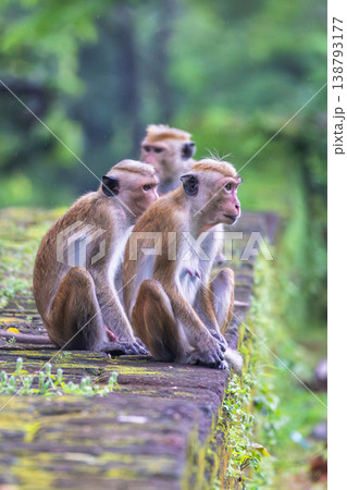 Three wild macaques sit on a mossy wall, observing their natural jungle habitat with curious expressions. Polonnaruwa Ancient City in Sri Lanka. Three wild macaques sit on a mossy wall, observing their natural jungle habitat with curious expressions. Polonnaruwa Ancient City in Sri Lanka. 138793177