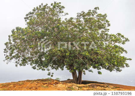 Sigiriya ancient rock fortress in Sri Lanka. A Majestic Solitary Tree with Lush Green Foliage Stands Tall on a Hilltop Against a Soft, Overcast Sky Landscape 138793196