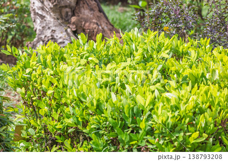 Peradeniya, Royal Botanic Gardens near of Kandy town in Sri Lanka. Cocaine plant, vibrant green foliage of a healthy garden bush against an out-of-focus background with natural light. Peradeniya, Royal Botanic Gardens near of Kandy town in Sri Lanka. Cocaine plant, vibrant green foliage of a healthy garden bush against an out-of-focus background with natural light. 138793208