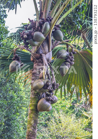 Peradeniya, Royal Botanic Gardens near of Kandy town in Sri Lanka. Abundant Cluster of Exotic Fruit on a Tall Palm Tree Amidst Lush Tropical Foliage Under a Bright Outdoor Sky, Nature's Bounty Peradeniya, Royal Botanic Gardens near of Kandy town in Sri Lanka. Abundant Cluster of Exotic Fruit on a Tall Palm Tree Amidst Lush Tropical Foliage Under a Bright Outdoor Sky, Nature's Bounty 138793212