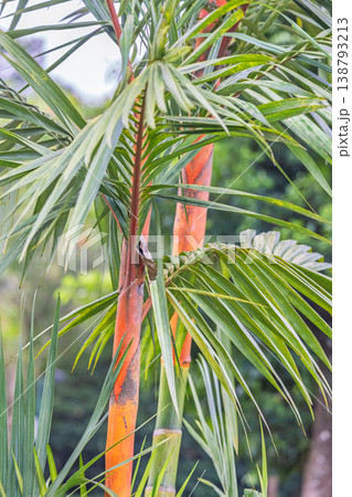 Peradeniya, Royal Botanic Gardens near of Kandy town in Sri Lanka. Vibrant Tropical Foliage: Close-up of Exotic Palm with Brilliant Orange Trunks and Lush Green Leaves in a Natural Setting 138793213