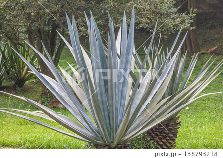 Peradeniya, Royal Botanic Gardens near of Kandy town in Sri Lanka. Striking architectural plant with sharp, pointed leaves in a vibrant green garden, showcasing natural beauty and resilient growth 138793218