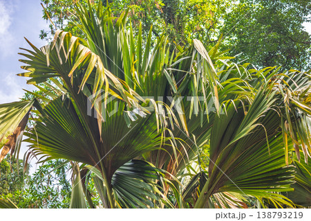 Peradeniya, Royal Botanic Gardens near of Kandy town in Sri Lanka. Vibrant Tropical Palm Leaves Under Blue Sky: Lush Green Foliage in a Sunny Natural Environment, Perfect for Summer Backgrounds Peradeniya, Royal Botanic Gardens near of Kandy town in Sri Lanka. Vibrant Tropical Palm Leaves Under Blue Sky: Lush Green Foliage in a Sunny Natural Environment, Perfect for Summer Backgrounds 138793219