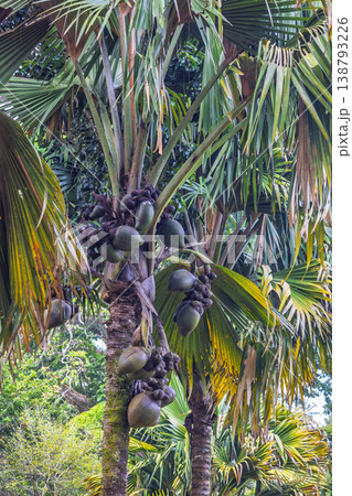 Peradeniya, Royal Botanic Gardens near of Kandy town in Sri Lanka. Exotic Palm Tree with Unique Green Fruit Clusters in a Lush Tropical Garden, Symbolizing Growth, Nature, and Abundance Peradeniya, Royal Botanic Gardens near of Kandy town in Sri Lanka. Exotic Palm Tree with Unique Green Fruit Clusters in a Lush Tropical Garden, Symbolizing Growth, Nature, and Abundance 138793226