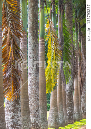 Peradeniya, Royal Botanic Gardens near of Kandy town in Sri Lanka. A serene tropical scene showcasing a vibrant row of tall palm tree trunks with lush green and brown leaves, bathed in natural light 138793227