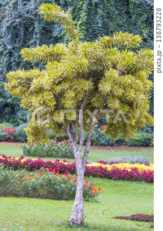 Peradeniya, Royal Botanic Gardens near of Kandy town in Sri Lanka. Vibrant Ornamental Plant with Distinctive Yellow-Green Foliage Stands Tall in a Lush Botanical Garden Setting, Peaceful Landscape Peradeniya, Royal Botanic Gardens near of Kandy town in Sri Lanka. Vibrant Ornamental Plant with Distinctive Yellow-Green Foliage Stands Tall in a Lush Botanical Garden Setting, Peaceful Landscape 138793228