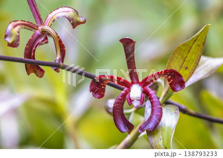 Peradeniya, Royal Botanic Gardens near of Kandy town in Sri Lanka. Vibrant deep red flora with unique petals and a creamy center, growing on a slender stem in a lush, natural environment 138793233