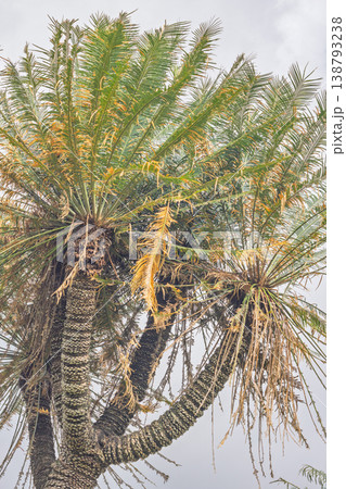 Peradeniya, Royal Botanic Gardens near of Kandy town in Sri Lanka. Low Angle View of Robust Palm Trees with Lush Green and Golden Fronds against a Bright Overcast Sky, Tropical Nature Scene 138793238
