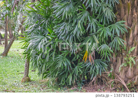Peradeniya, Royal Botanic Gardens near of Kandy town in Sri Lanka. Vibrant green foliage of a tropical plant thrives against a robust natural tree trunk, showcasing nature's lush growth and harmony Peradeniya, Royal Botanic Gardens near of Kandy town in Sri Lanka. Vibrant green foliage of a tropical plant thrives against a robust natural tree trunk, showcasing nature's lush growth and harmony 138793251