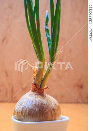 Onion bulb with chives fresh green sprout 138793519