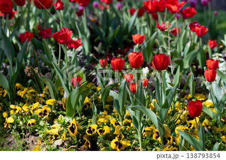 Red Tulips Close-Up in Soft Light. Spring Floral Background. Red Tulips Close-Up in Soft Light. Spring Floral Background. 138793854