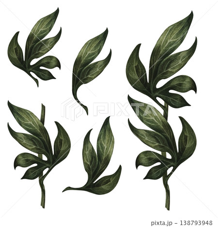 Watercolor peony foliage set with branches and leaves. Hand-painted botanical greenery with rich texture, perfect for floral compositions, wedding design, branding, packaging, patterns, natural decor 138793948