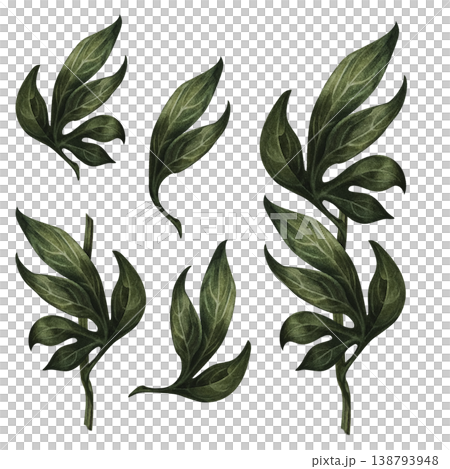 Watercolor peony foliage set with branches and leaves. Hand-painted botanical greenery with rich texture, perfect for floral compositions, wedding design, branding, packaging, patterns, natural decor 138793948