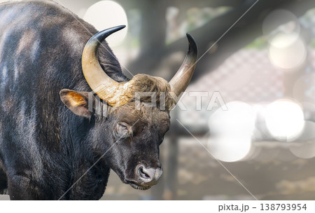 Single Buffalo in focus bokeh background looking directly in front in the grassland. Single Buffalo in focus bokeh background looking directly in front in the grassland. 138793954
