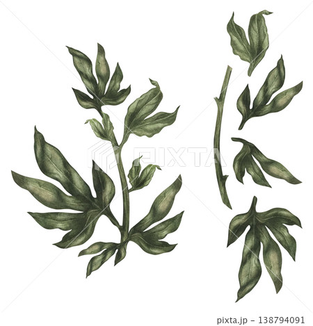 Watercolor peony foliage set with branches and leaves. Hand-painted botanical greenery with rich texture, perfect for floral compositions, wedding design, branding, packaging, patterns, natural decor 138794091