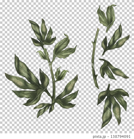 Watercolor peony foliage set with branches and leaves. Hand-painted botanical greenery with rich texture, perfect for floral compositions, wedding design, branding, packaging, patterns, natural decor 138794091