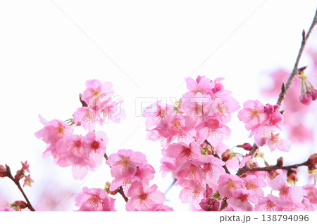 ピンクの陽光桜 【白背景】 138794096