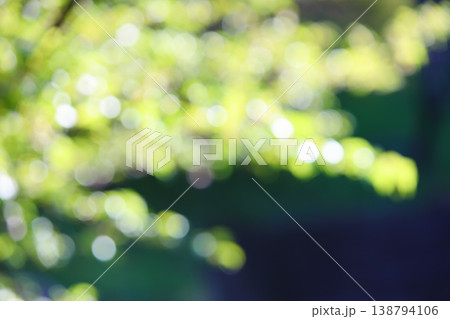 春の日差しにきらめく桜の若葉のアウトフォーカス 138794106