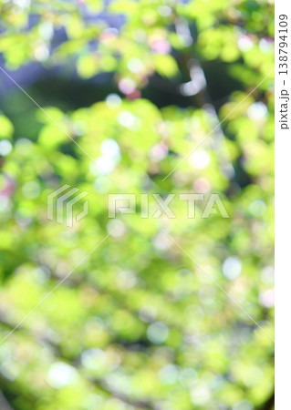 春の日差しにきらめく桜の若葉のアウトフォーカス 138794109