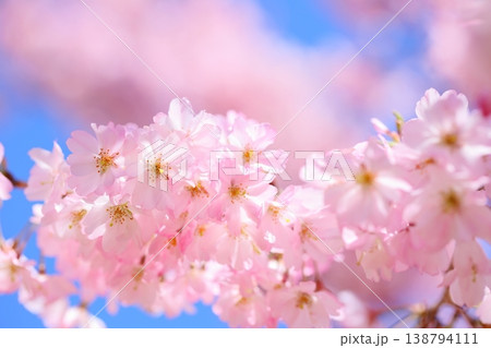 ピンクの思川桜のクローズアップ 【青空背景】 【空背景】 ピンクの思川桜のクローズアップ 【青空背景】 【空背景】 138794111