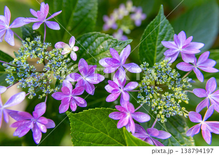 雨に濡れるガクアジサイ 138794197