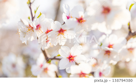Close-up of delicate white and pink blossoms on a branch in soft sunlight. Minimalistic composition with shallow depth of field creates a clean, airy and dreamy spring background. Close-up of delicate white and pink blossoms on a branch in soft sunlight. Minimalistic composition with shallow depth of field creates a clean, airy and dreamy spring background. 138794380