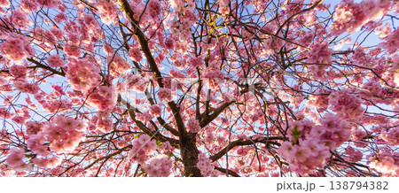 Blooming cherry blossom tree from low angle view with pink sakura flowers against clear blue sky. Bright spring sunlight creates a vibrant and fresh natural scene. Blooming cherry blossom tree from low angle view with pink sakura flowers against clear blue sky. Bright spring sunlight creates a vibrant and fresh natural scene. 138794382