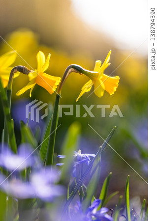 Close-up of yellow daffodils in warm sunlight with soft bokeh background. Fresh spring flowers growing in a meadow create a bright, natural and cheerful seasonal atmosphere. 138794390