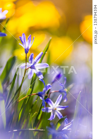 Close-up of blue spring flowers with water droplets in warm sunlight. Fresh blooming plants with soft bokeh background create a vibrant, natural and refreshing seasonal atmosphere. Close-up of blue spring flowers with water droplets in warm sunlight. Fresh blooming plants with soft bokeh background create a vibrant, natural and refreshing seasonal atmosphere. 138794394