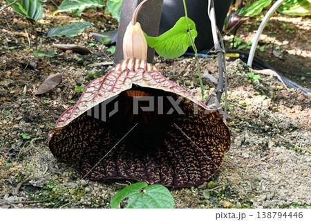 アフリカ熱帯雨林に自生する大きなラッパ型の紫褐色の模様が入った花が面白いアリストロキア・ゴルディアナ 138794446