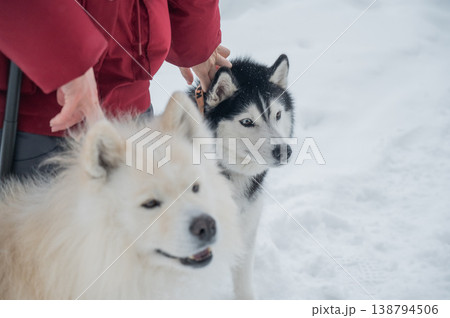 Owner with fluffy sled dogs in snowy winter park.  138794506