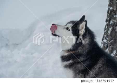 Siberian husky standing on snowdrift in winter forest 138794517