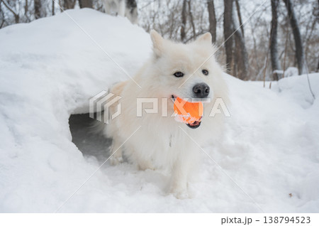 White Samoyed dog with orange ball in mouth standing inside snow tunnel, winter outdoor scene 138794523
