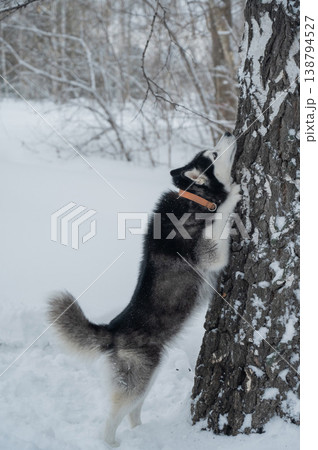 Siberian husky dog standing on hind legs against tree trunk in snowy winter forest, vertical shot 138794527
