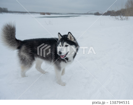 Siberian husky dog running away in deep snow towards winter forest Siberian husky dog running away in deep snow towards winter forest 138794531